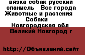 вязка собак русский спаниель - Все города Животные и растения » Собаки   . Новгородская обл.,Великий Новгород г.